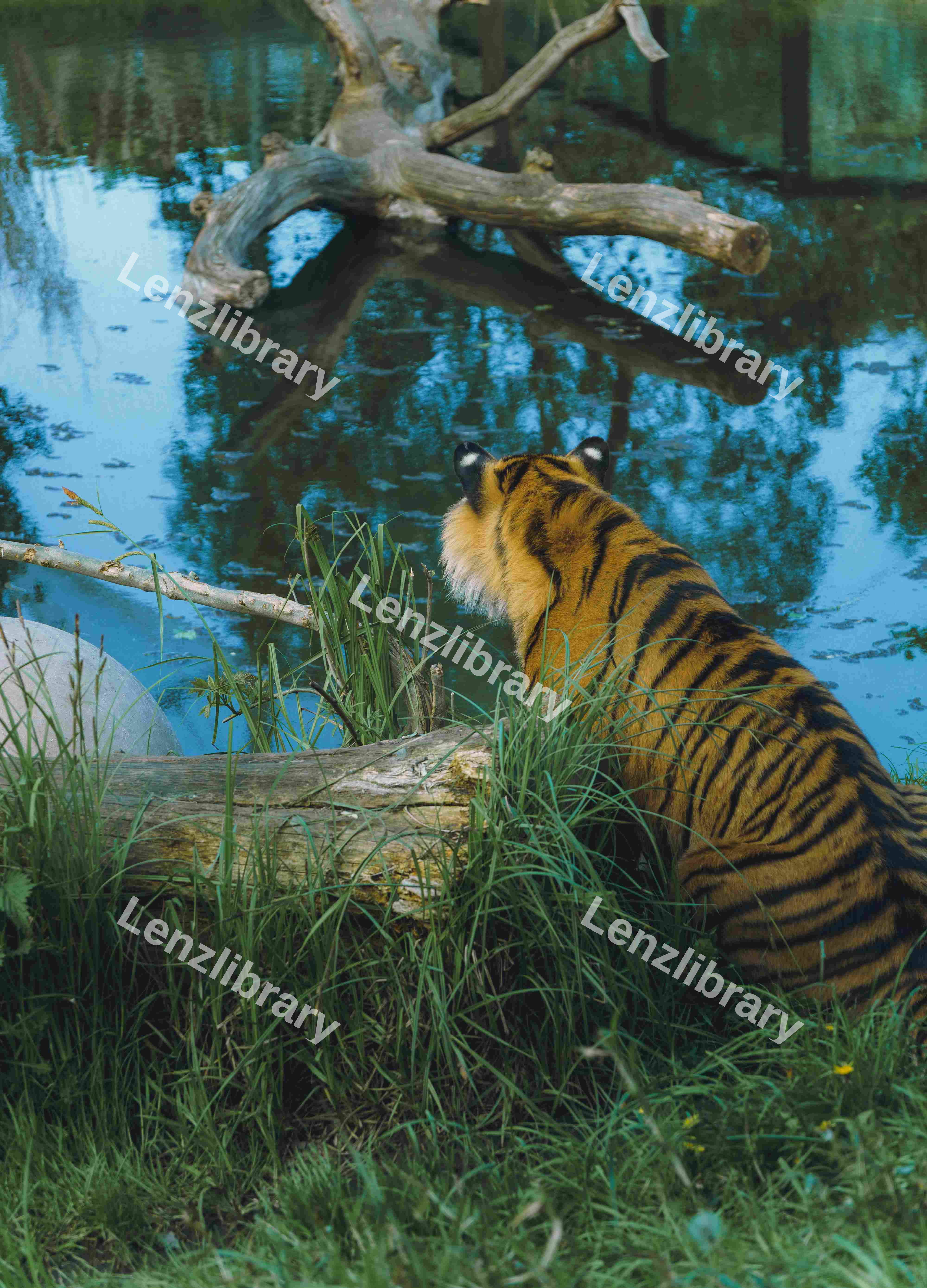 The Back Of A Tiger (Variation)